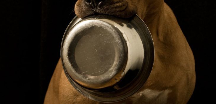 Alimentation BARF pour  votre Staffordshire Bull terrier : avantages et inconvénients
